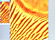 Scanning Probe Microscopy